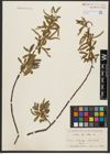 Foto von Salix alba L.